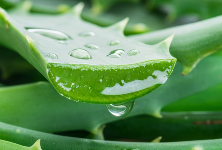 Aloe vera proprietà, usi e controindicazioni