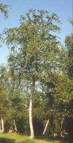 MSA BETULA PUBESCENS 50 ML - Doctor Vinz
