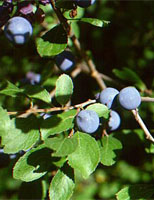 MSA PRUNUS SPINOSA 50 ML - Doctor Vinz