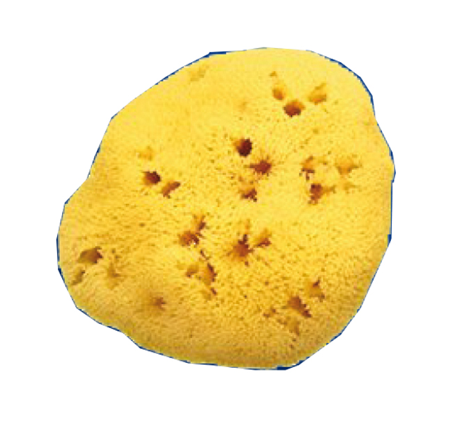 SPUGNA NAT FORI L 8/9CM 5 - Doctor Vinz