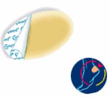 COMPEED VESCICHE CEROTTI FORMATO MEDIO 5 PEZZI - Doctor Vinz