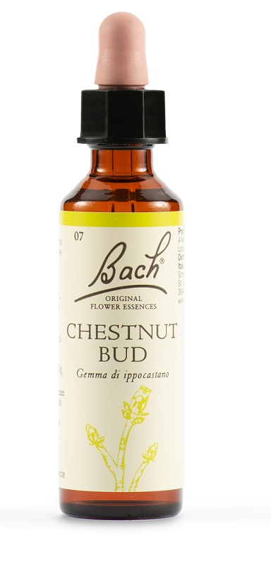 CHESTNUT BUD BACH ORIG 20 ML - Doctor Vinz
