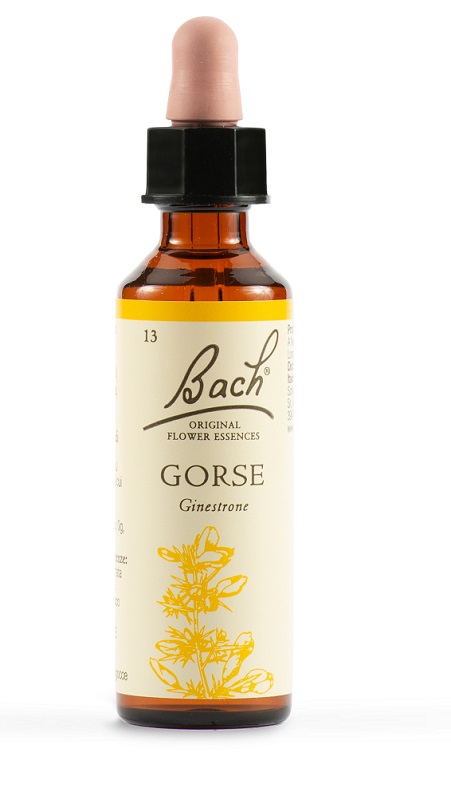 GORSE BACH ORIG 20 ML - Doctor Vinz