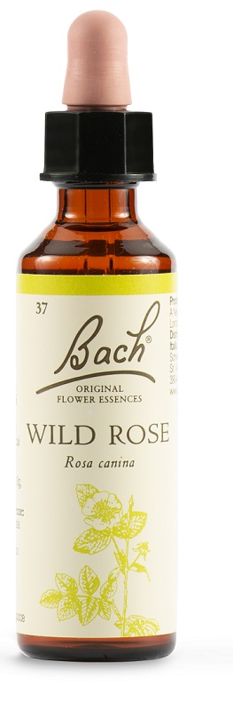 WILD ROSE BACH ORIG 20 ML - Doctor Vinz